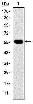 CCT2 Antibody