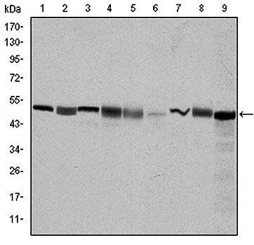 CCT2 Antibody
