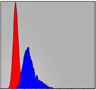 CCT2 Antibody