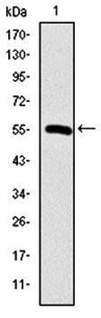 CCT2 Antibody