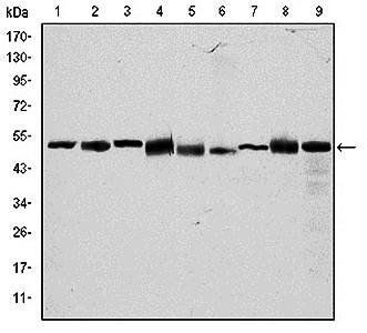 CCT2 Antibody