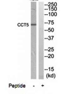 CCT5 Antibody