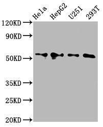 CCT6A Antibody
