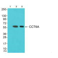 CCT6A Antibody