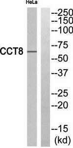 CCT6A Antibody