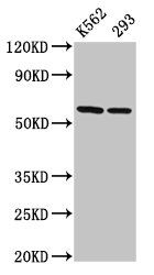 CCT7 Antibody