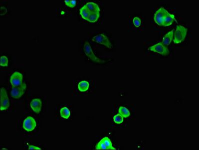 CCT8 antibody