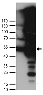 MME Antibody