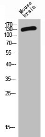 CD101 antibody