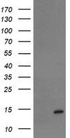 CD105 Antibody