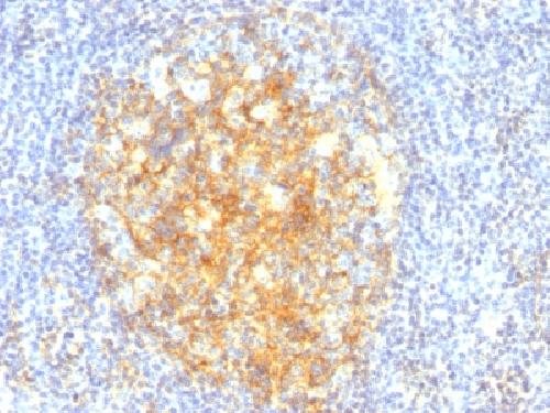 VCAM1 Antibody
