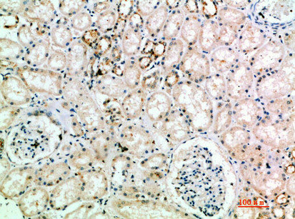 CD106 antibody