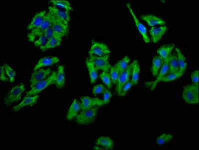 CD109 antibody