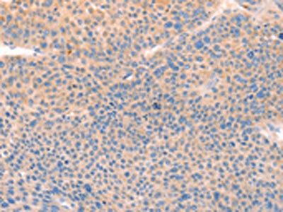 CD109 Antibody