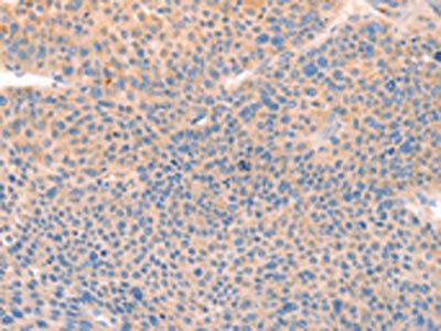 CD109 antibody