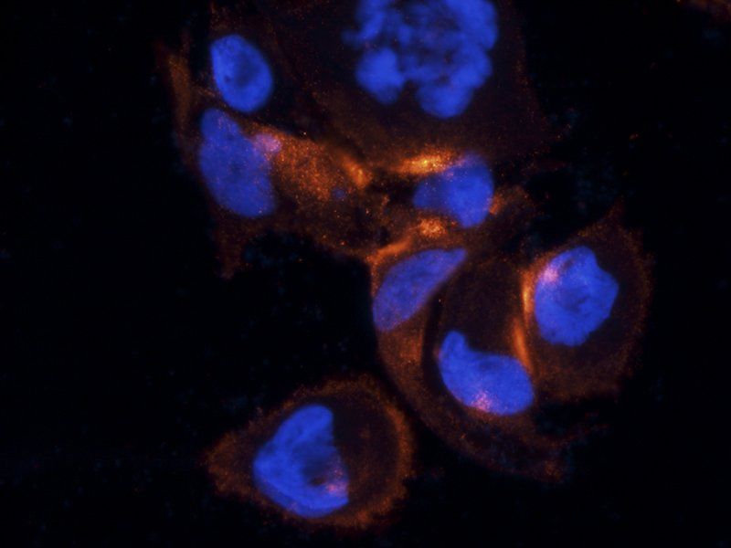 c-Kit antibody