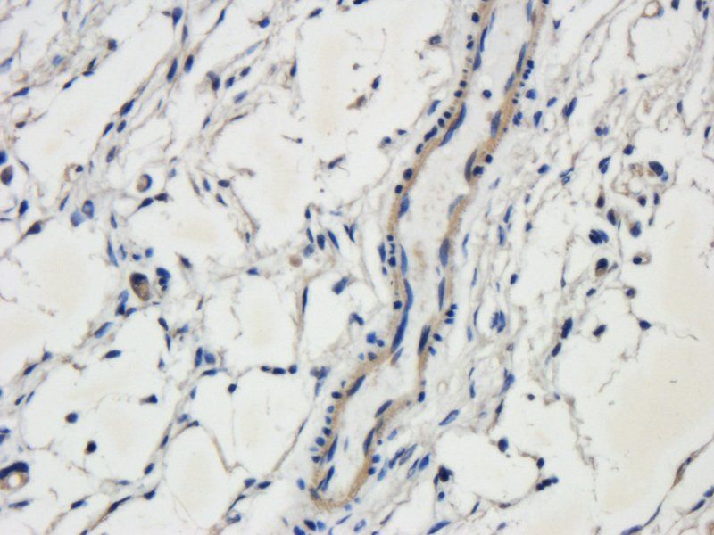 c-Kit antibody