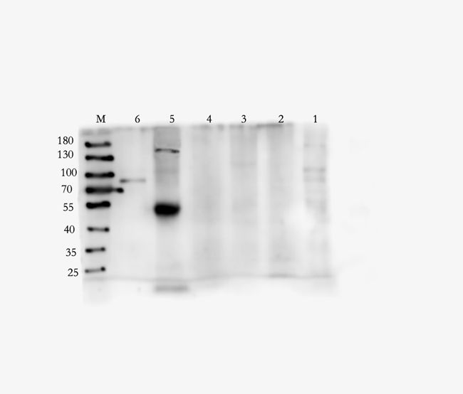 CD11A antibody