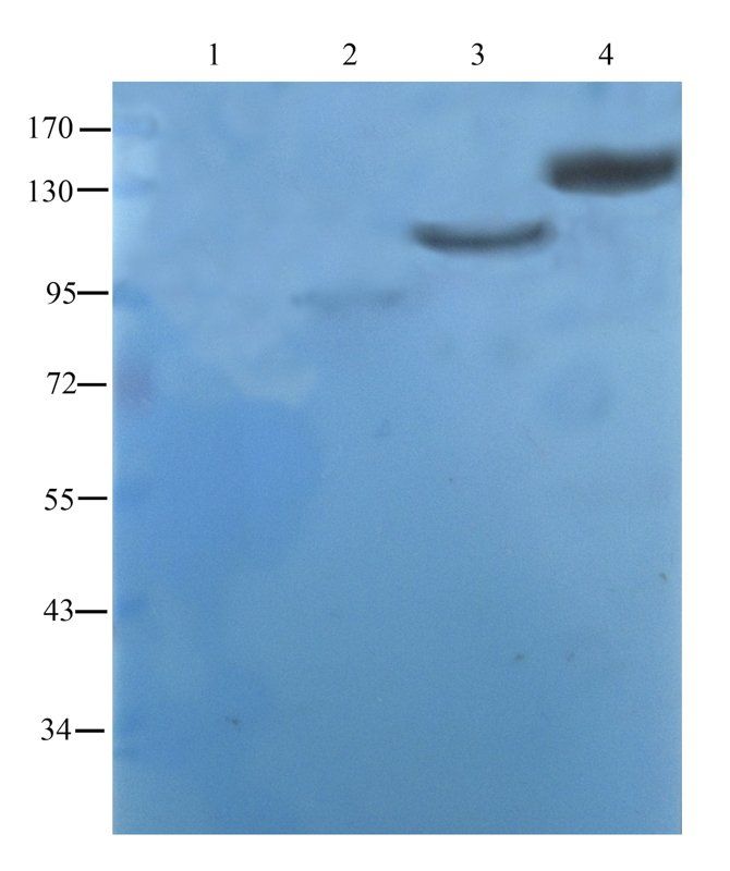CD11b Rabbit Polyclonal Antibody