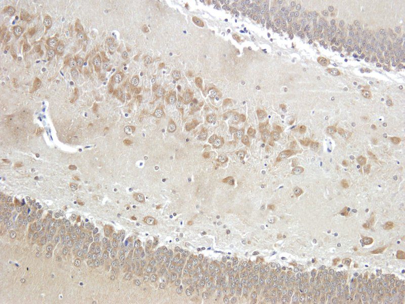 CD11b antibody