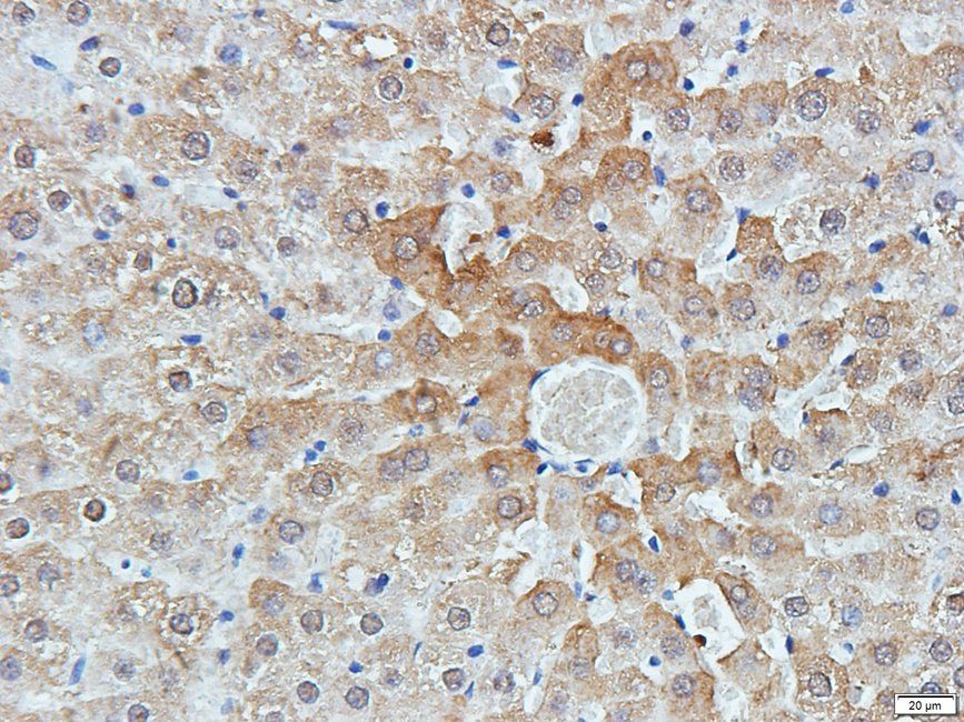 CD11c antibody