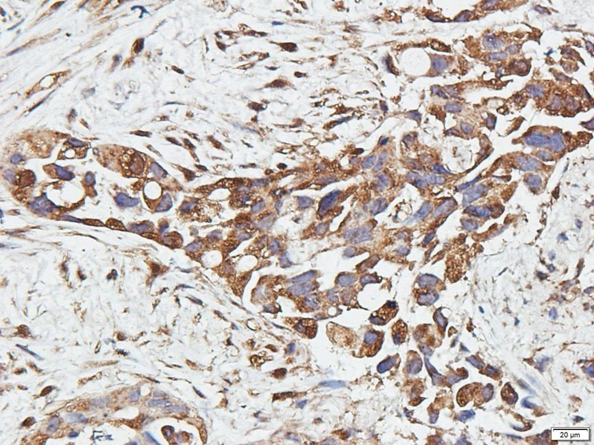 CD11c antibody