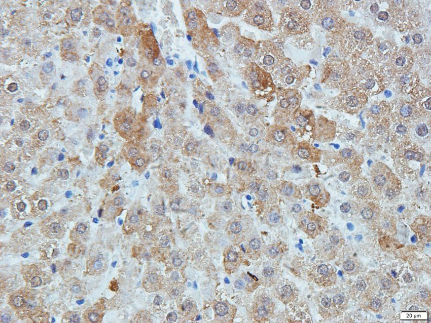 CD11c antibody