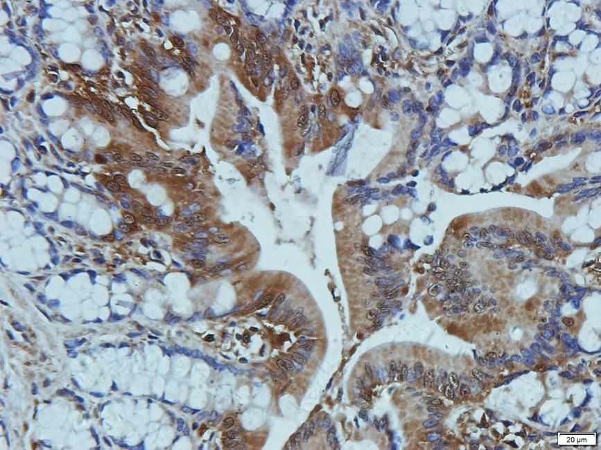 CD11c antibody
