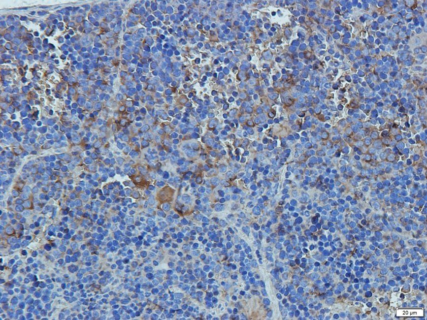 CD11c antibody