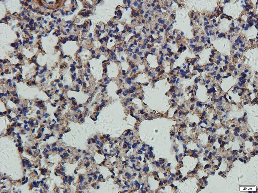 CD11c antibody