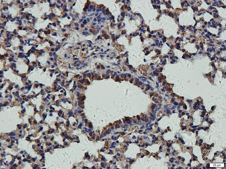 CD11c antibody