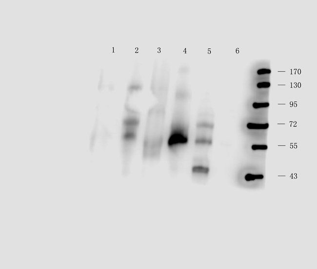 CD11c antibody