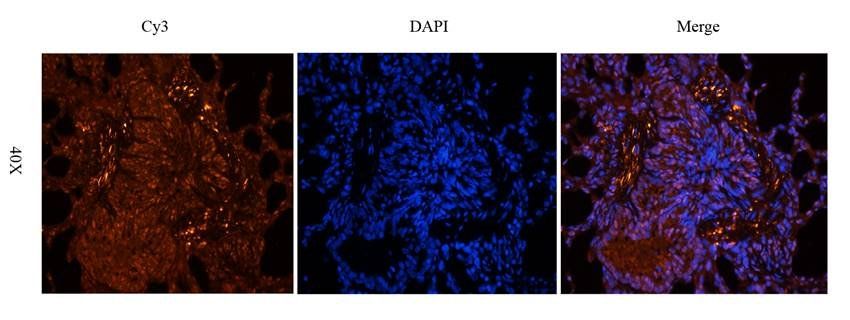 CD11c antibody