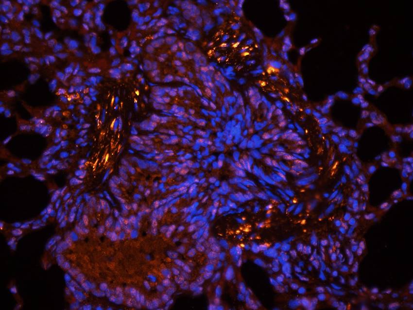 CD11c antibody