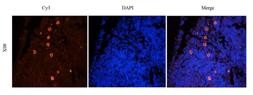 CD11c antibody