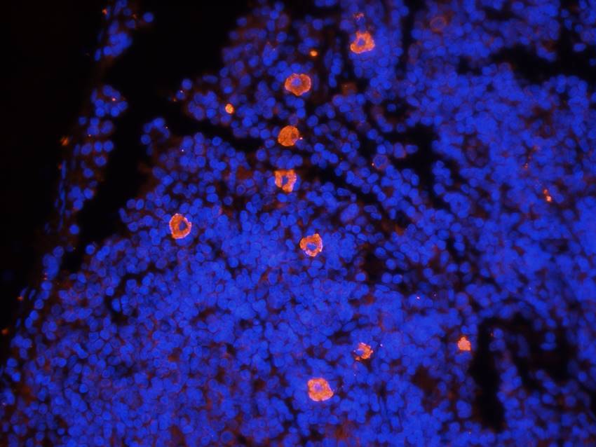 CD11c antibody