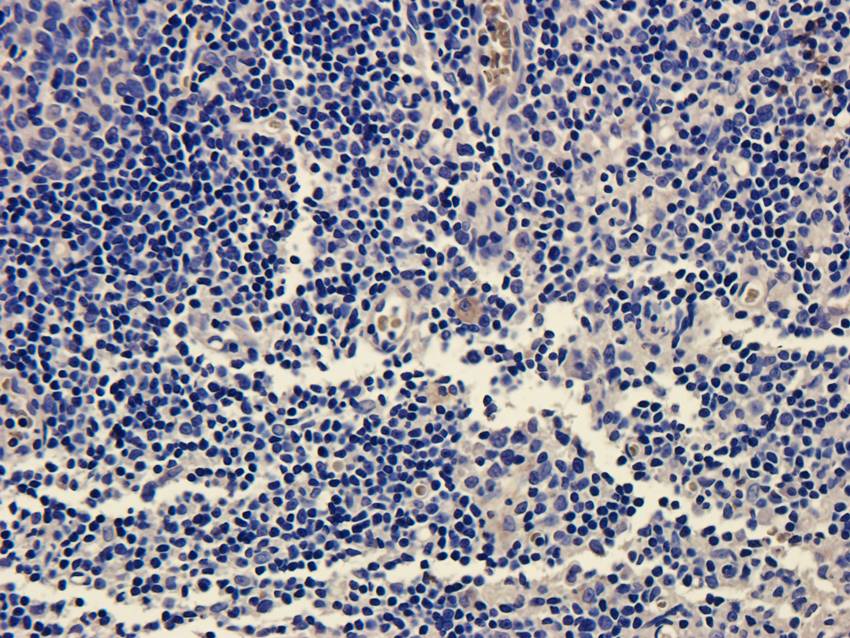 CD11c antibody