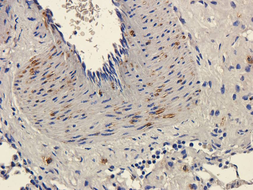 CD11c antibody