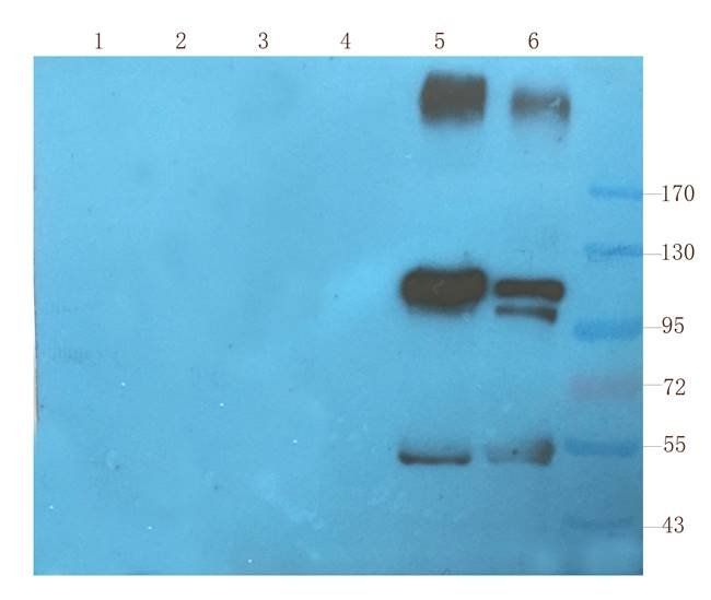 CD11c antibody