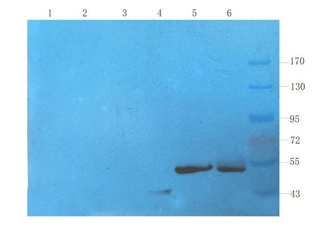 CD11c antibody