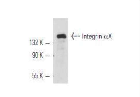 CD11c / ITGAX Antibody