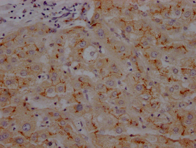 ANPEP Recombinant Monoclonal Antibody