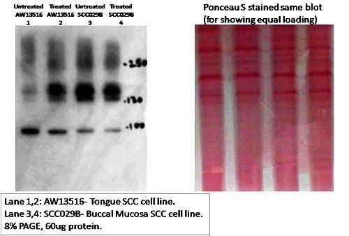 CD133 antibody