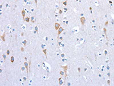 PROM1 Antibody