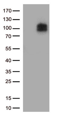 PROM1 Antibody