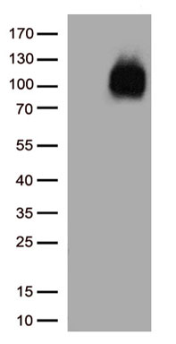 CD133 Antibody