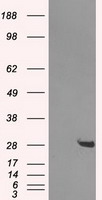CD133 Antibody