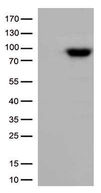 CD133 Antibody