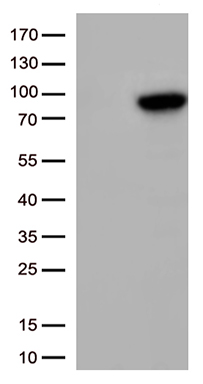 CD133 Antibody