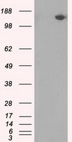 CD133 Antibody